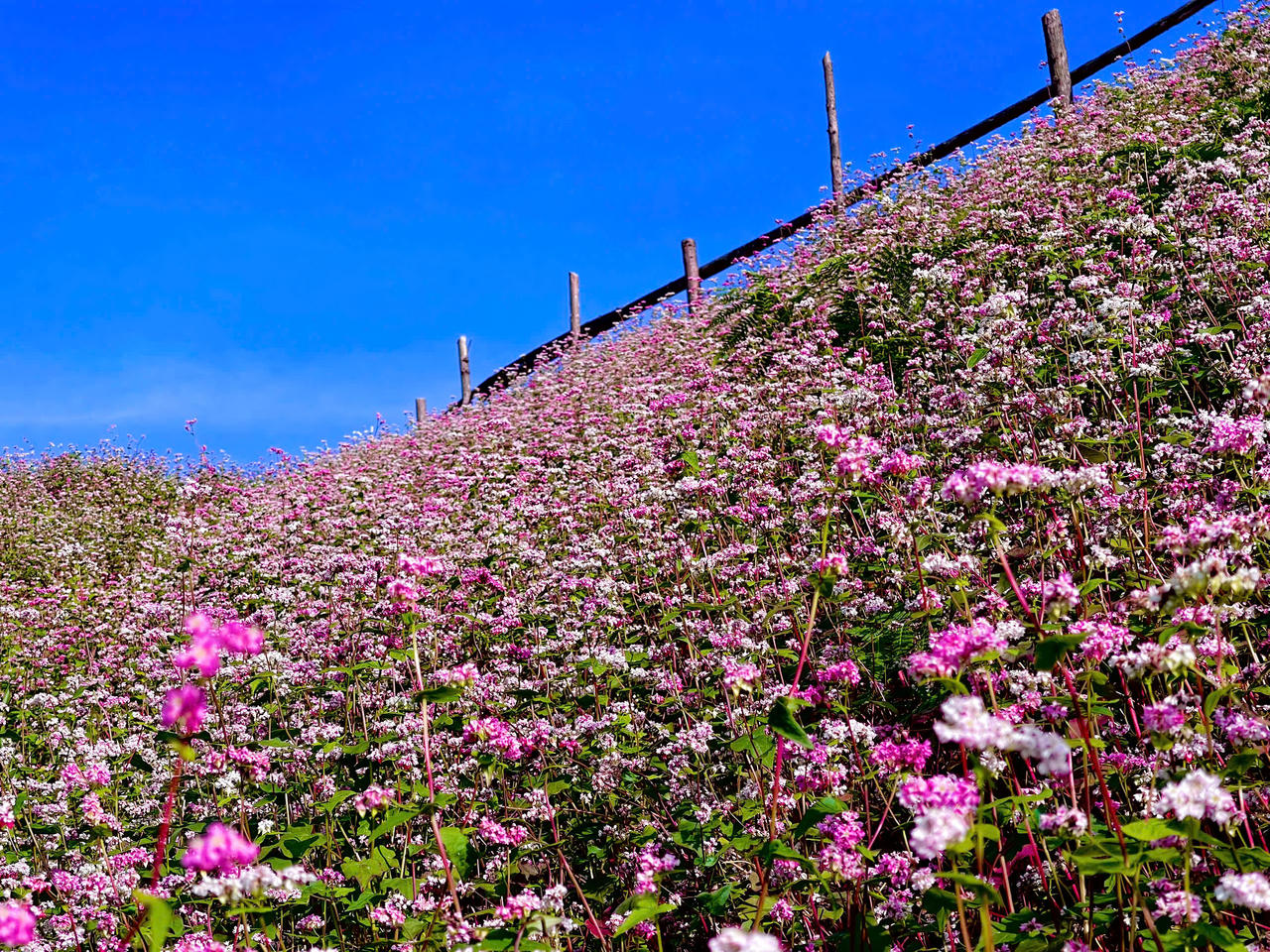Ngắm hoa tam giác mạch đẹp như miền cổ tích ở Si Ma Cai