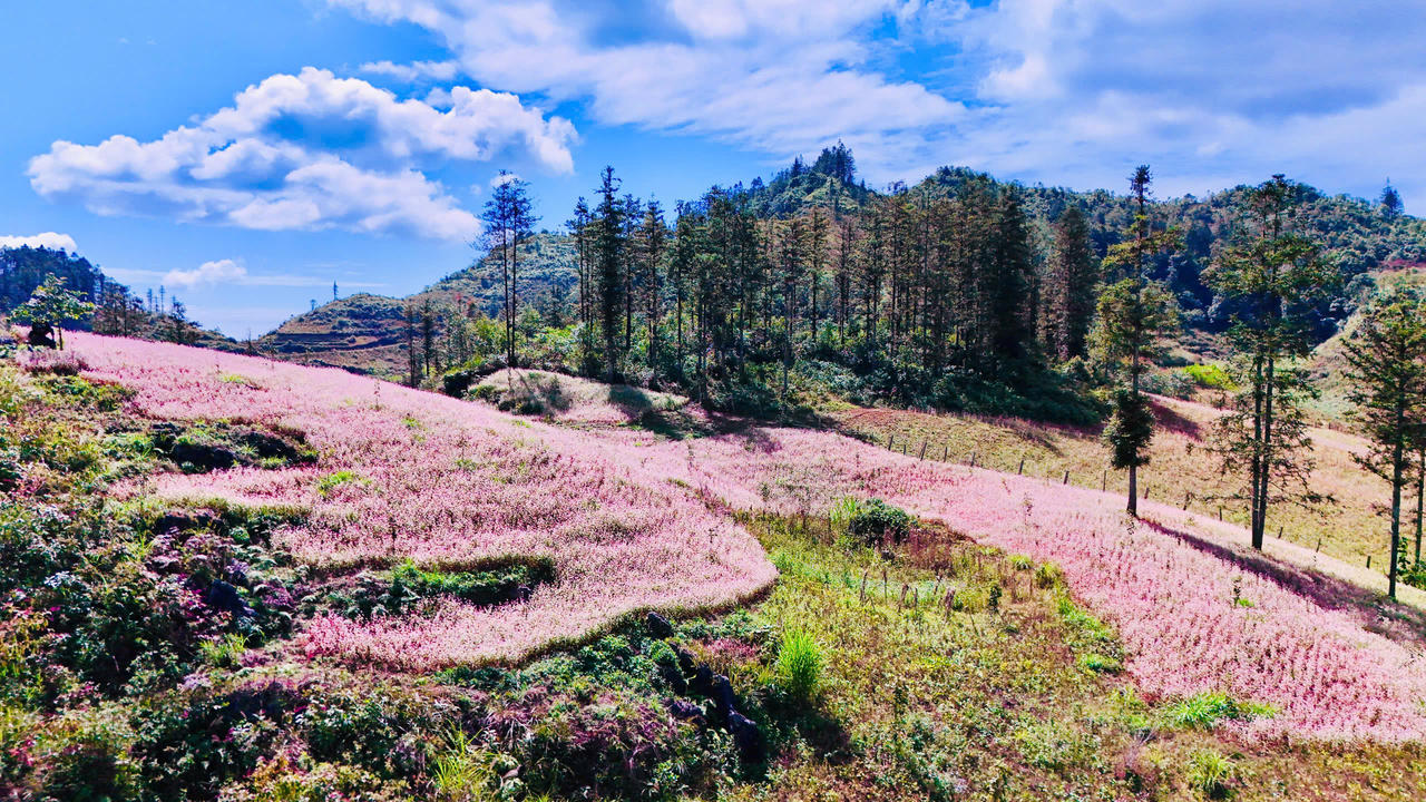 Ngắm hoa tam giác mạch đẹp như miền cổ tích ở Si Ma Cai