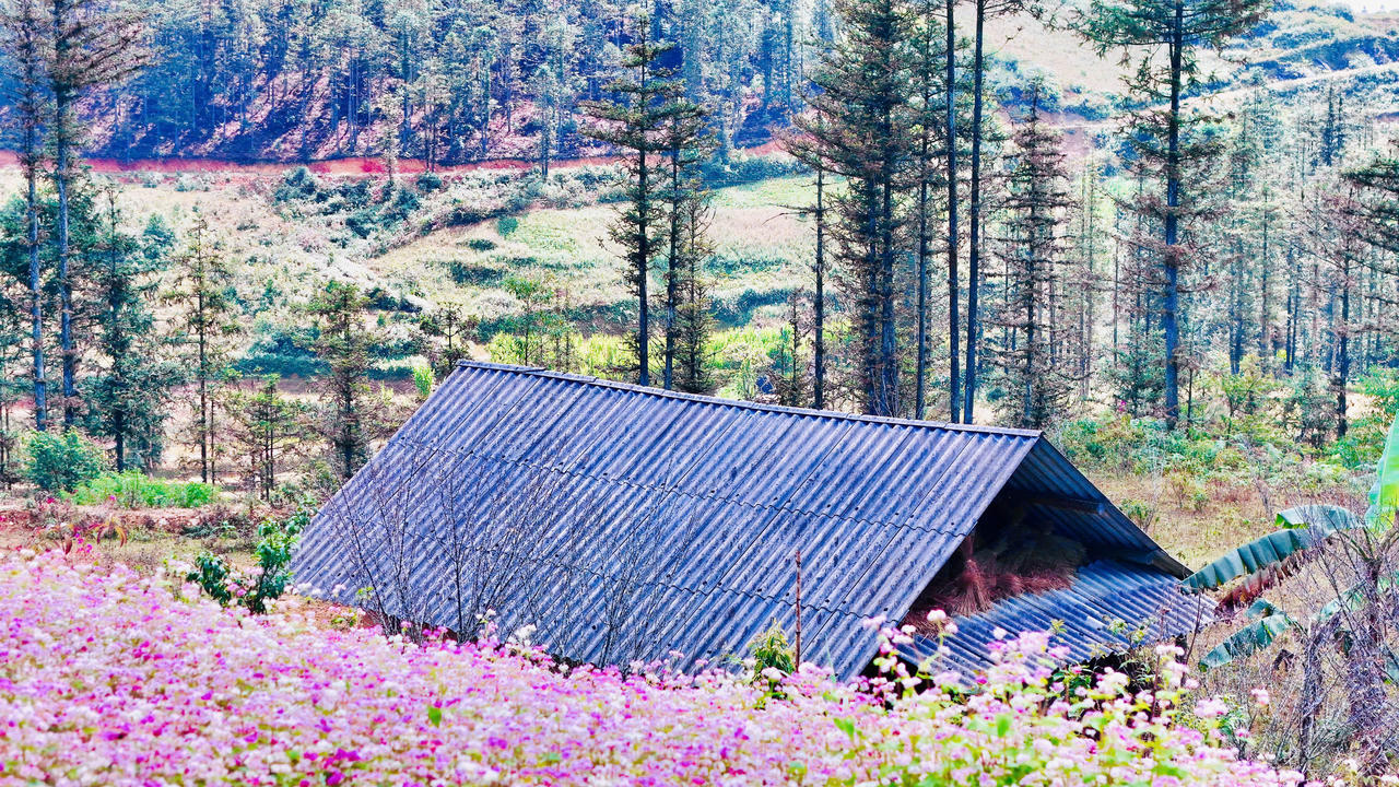 Ngắm hoa tam giác mạch đẹp như miền cổ tích ở Si Ma Cai