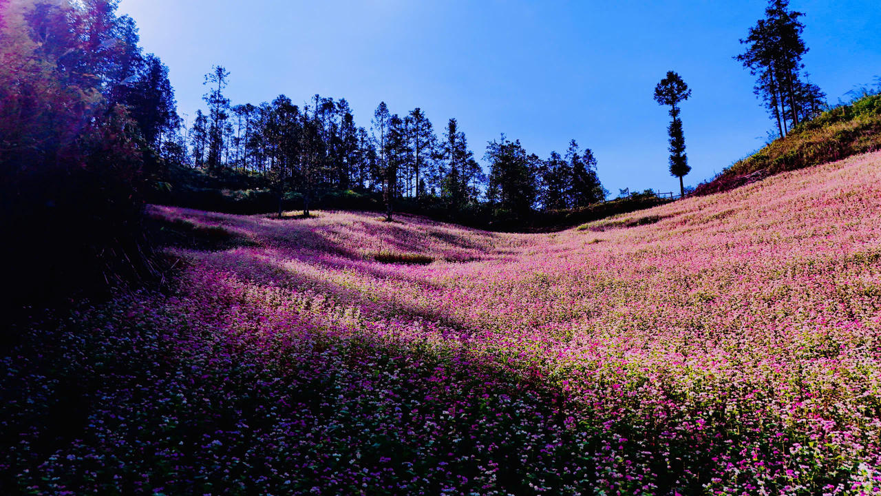 Ngắm hoa tam giác mạch đẹp như miền cổ tích ở Si Ma Cai