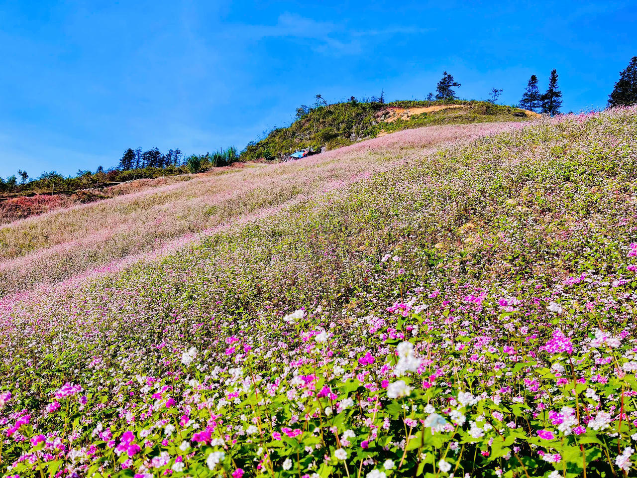 Ngắm hoa tam giác mạch đẹp như miền cổ tích ở Si Ma Cai