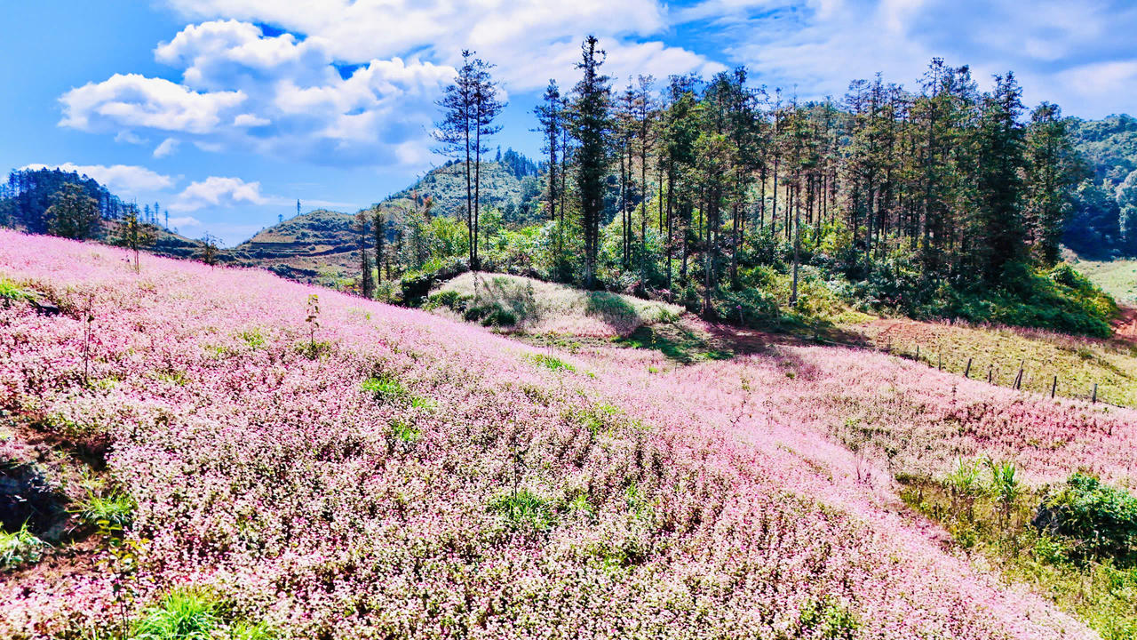 Ngắm hoa tam giác mạch đẹp như miền cổ tích ở Si Ma Cai