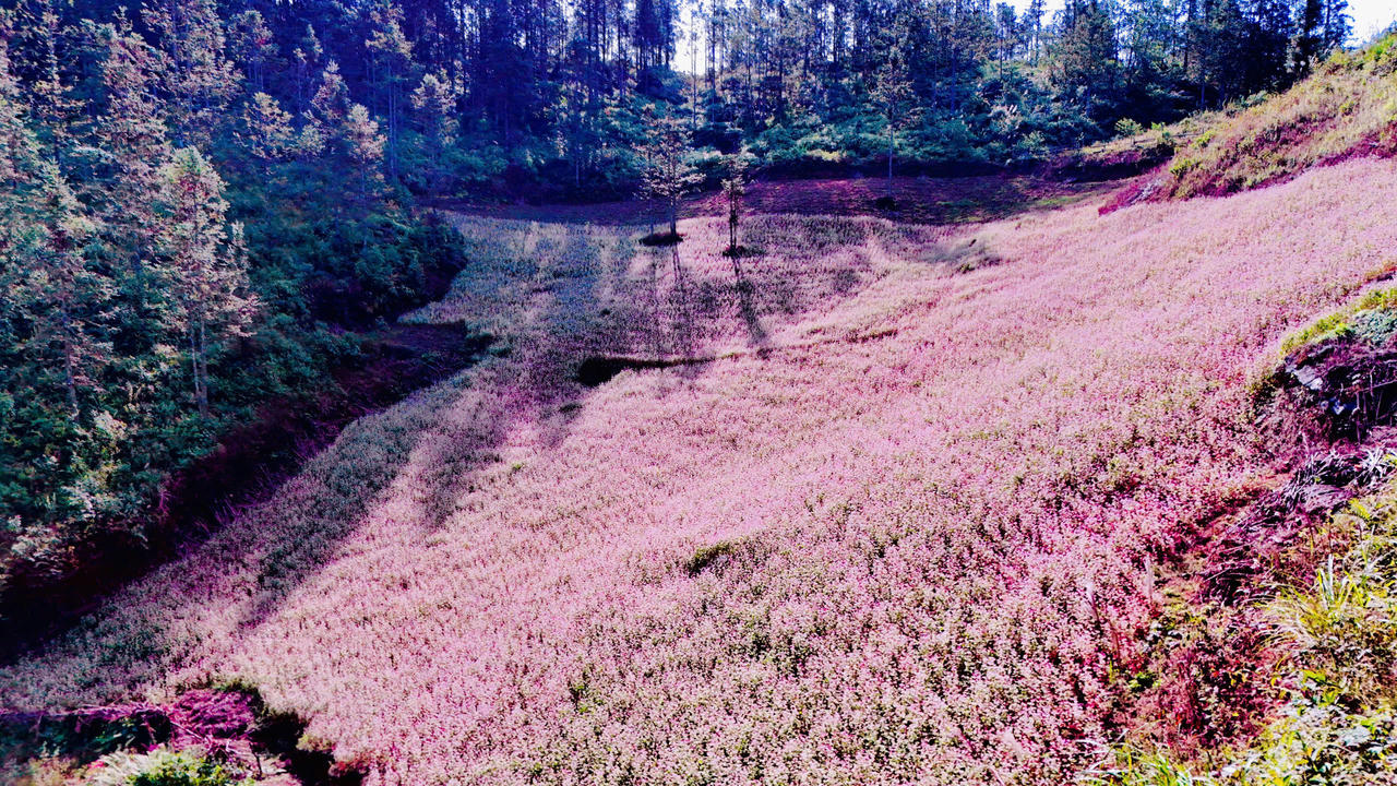 Ngắm hoa tam giác mạch đẹp như miền cổ tích ở Si Ma Cai