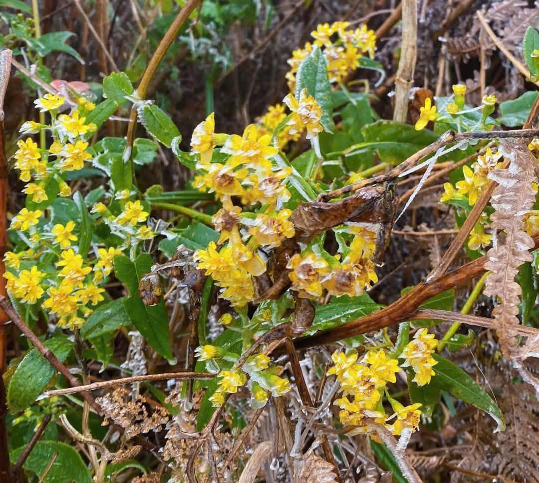 Kỳ vĩ cảnh băng tuyết phủ trắng đỉnh Lảo Thẩn