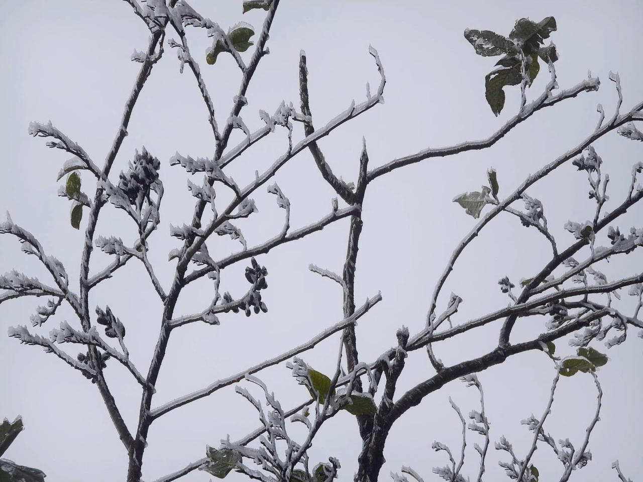 Kỳ vĩ cảnh băng tuyết phủ trắng đỉnh Lảo Thẩn