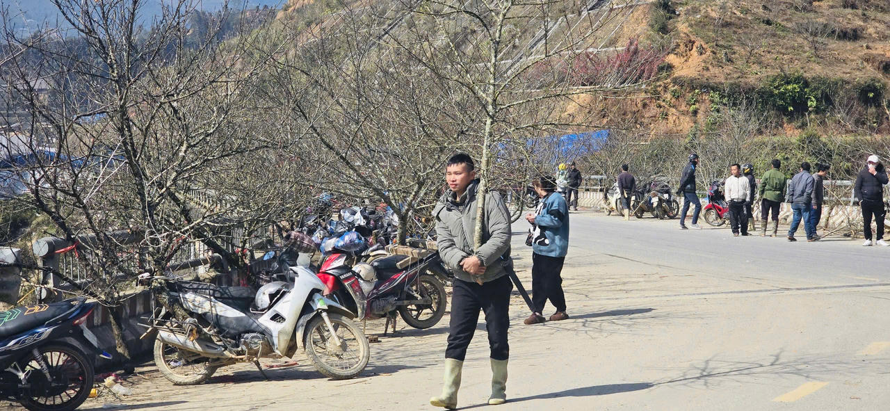 Hoa đào, hoa lan Tây Bắc rộn ràng xuống phố đón Tết
