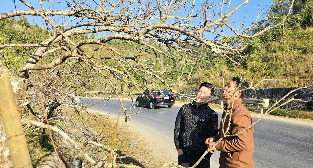 Hoa đào, hoa lan Tây Bắc rộn ràng xuống phố đón Tết