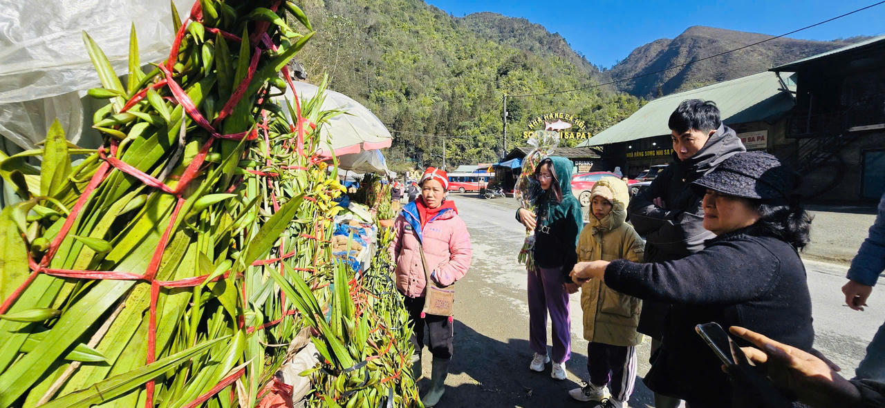 Hoa đào, hoa lan Tây Bắc rộn ràng xuống phố đón Tết