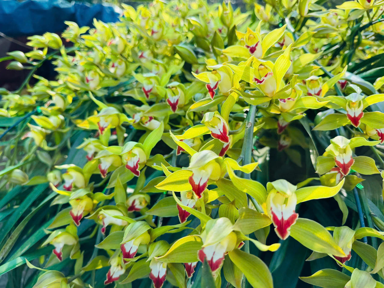 Hoa đào, hoa lan Tây Bắc rộn ràng xuống phố đón Tết