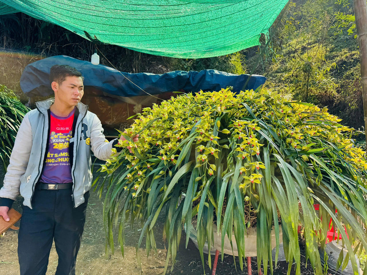 Hoa đào, hoa lan Tây Bắc rộn ràng xuống phố đón Tết