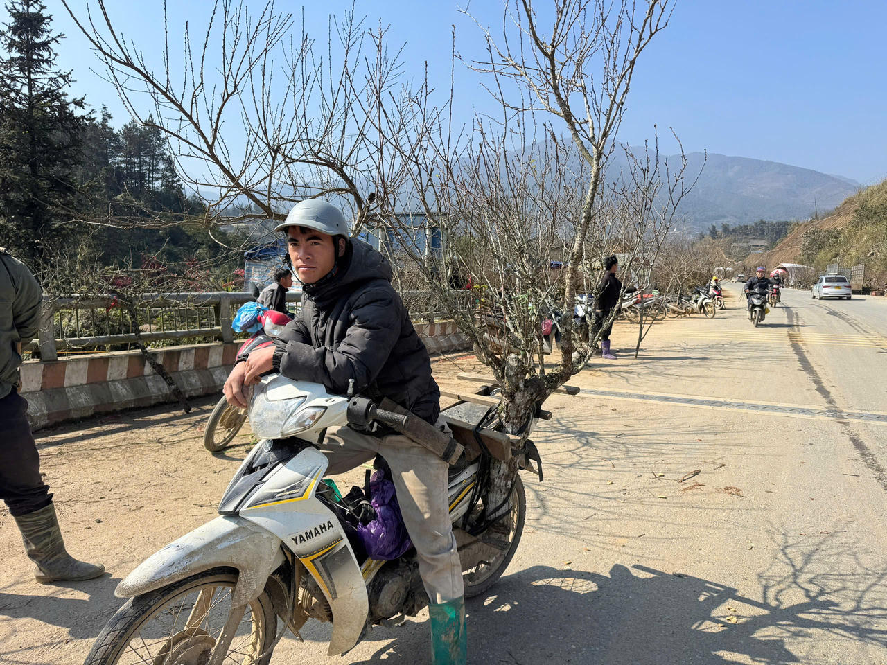 Hoa đào, hoa lan Tây Bắc rộn ràng xuống phố đón Tết