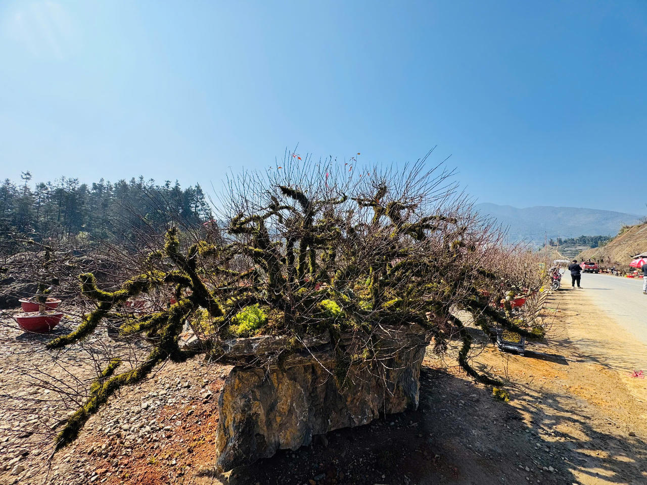 Hoa đào, hoa lan Tây Bắc rộn ràng xuống phố đón Tết