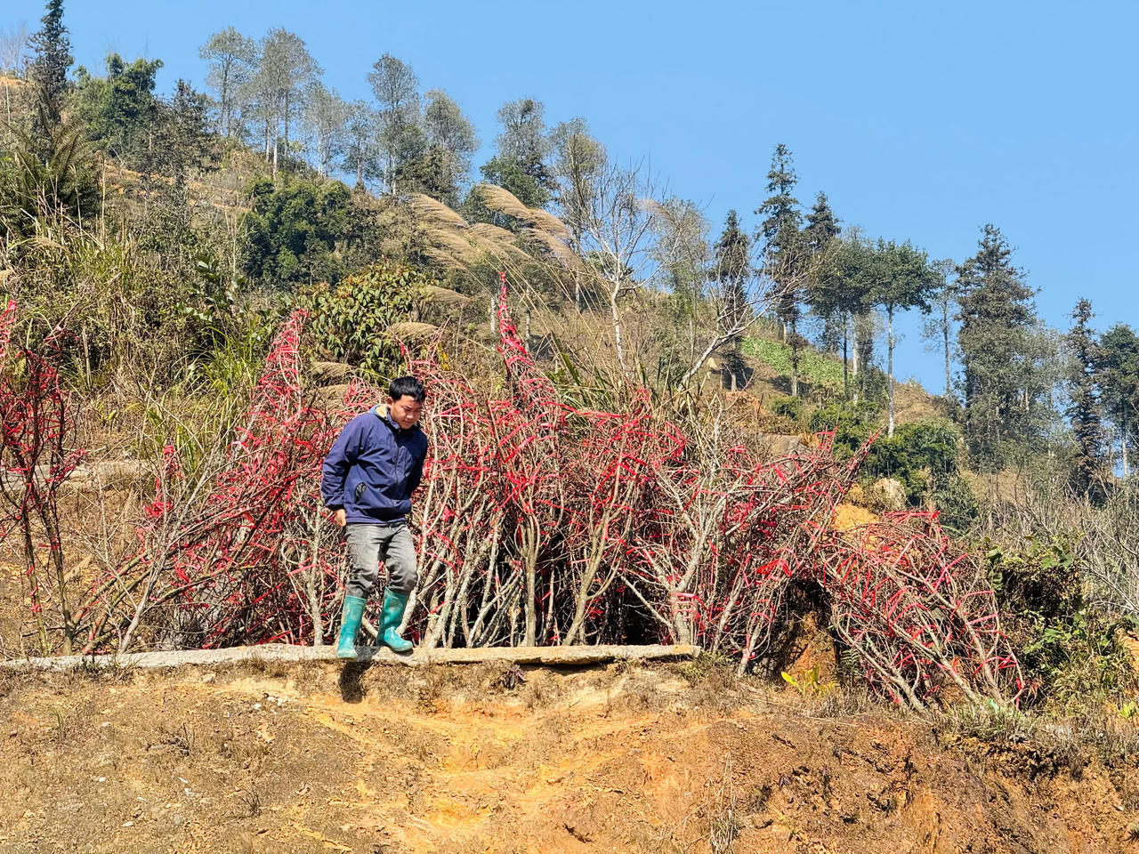 Hoa đào, hoa lan Tây Bắc rộn ràng xuống phố đón Tết