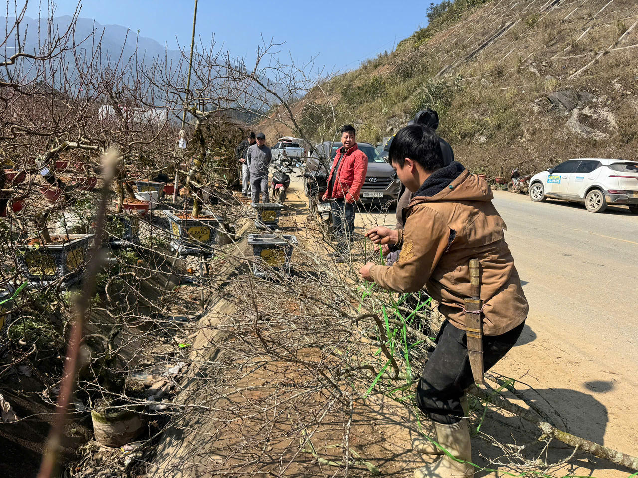 Hoa đào, hoa lan Tây Bắc rộn ràng xuống phố đón Tết