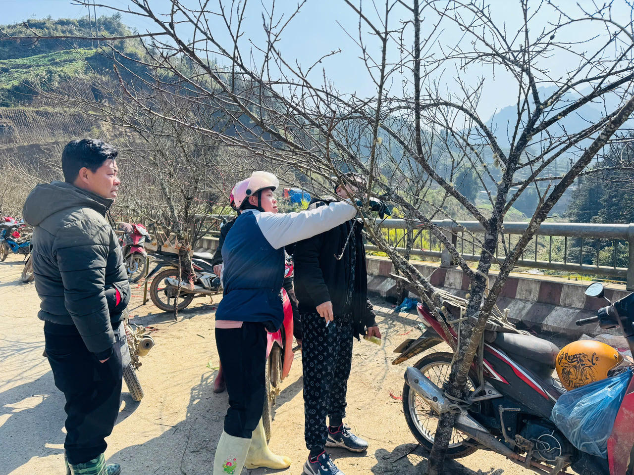 Hoa đào, hoa lan Tây Bắc rộn ràng xuống phố đón Tết