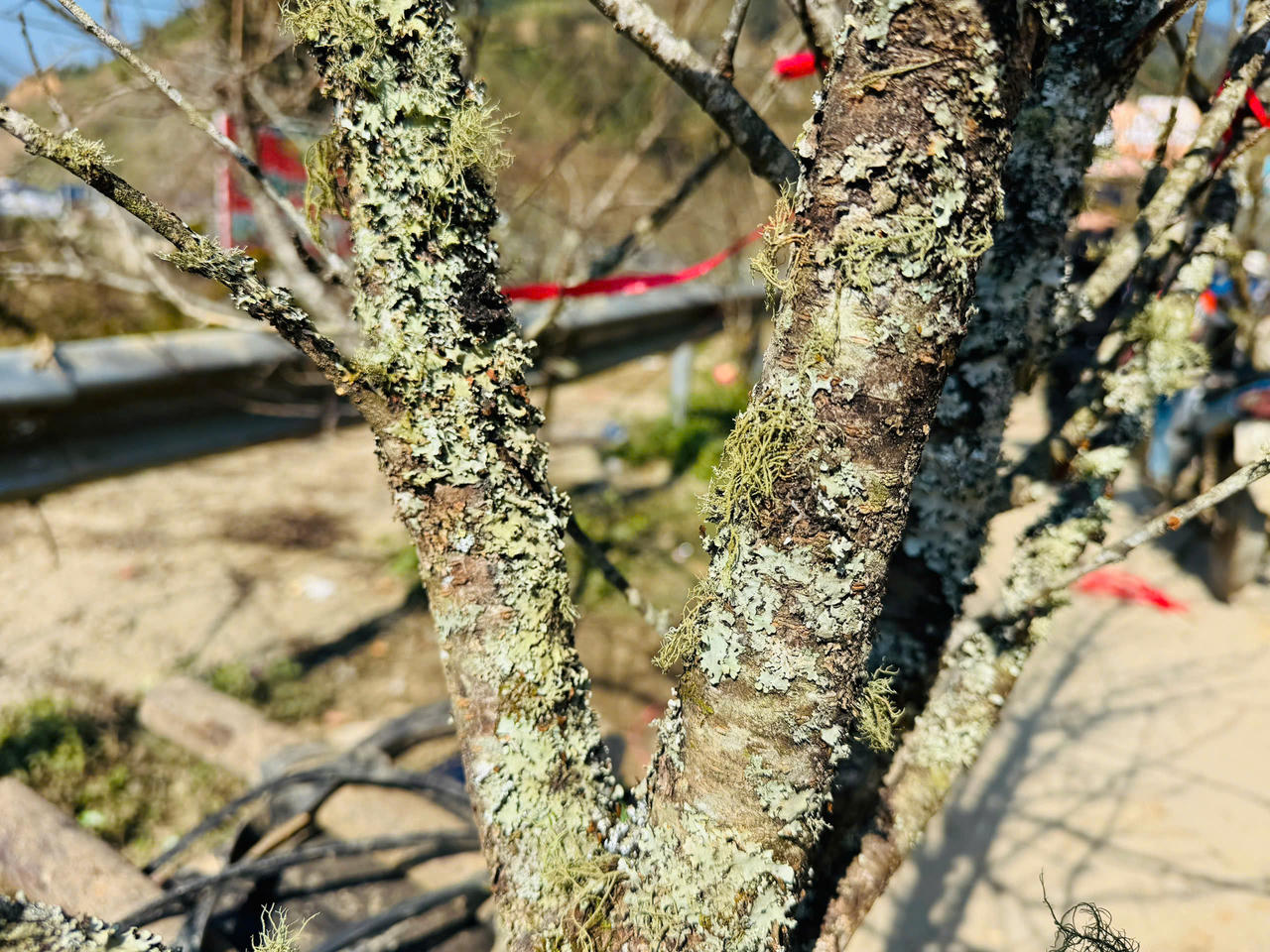 Hoa đào, hoa lan Tây Bắc rộn ràng xuống phố đón Tết