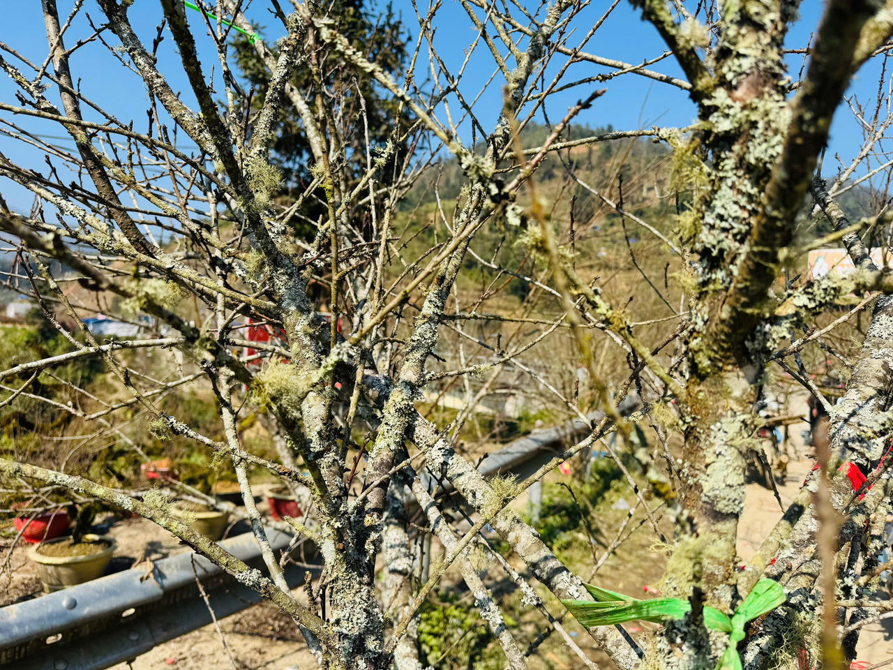 Hoa đào, hoa lan Tây Bắc rộn ràng xuống phố đón Tết