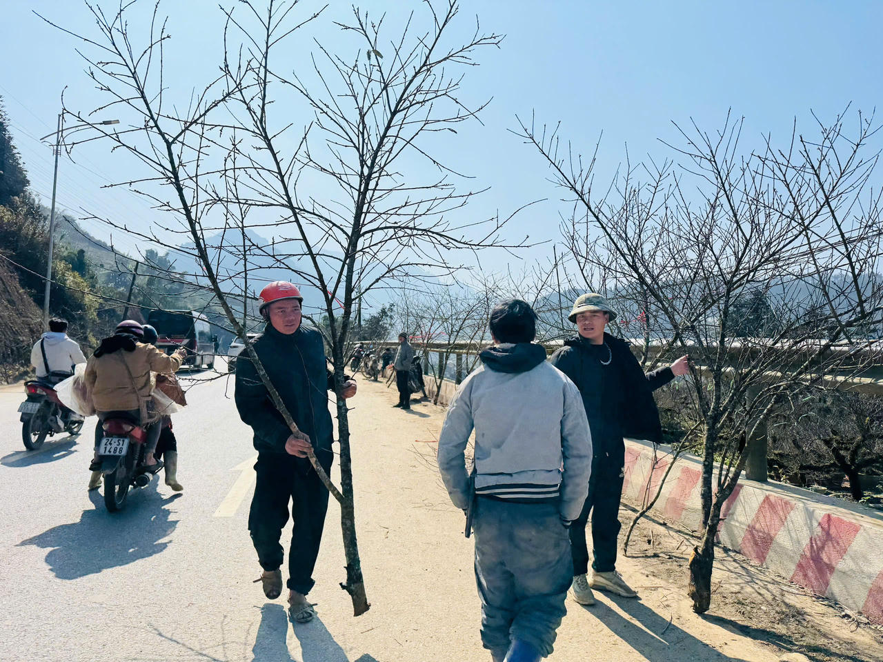 Hoa đào, hoa lan Tây Bắc rộn ràng xuống phố đón Tết