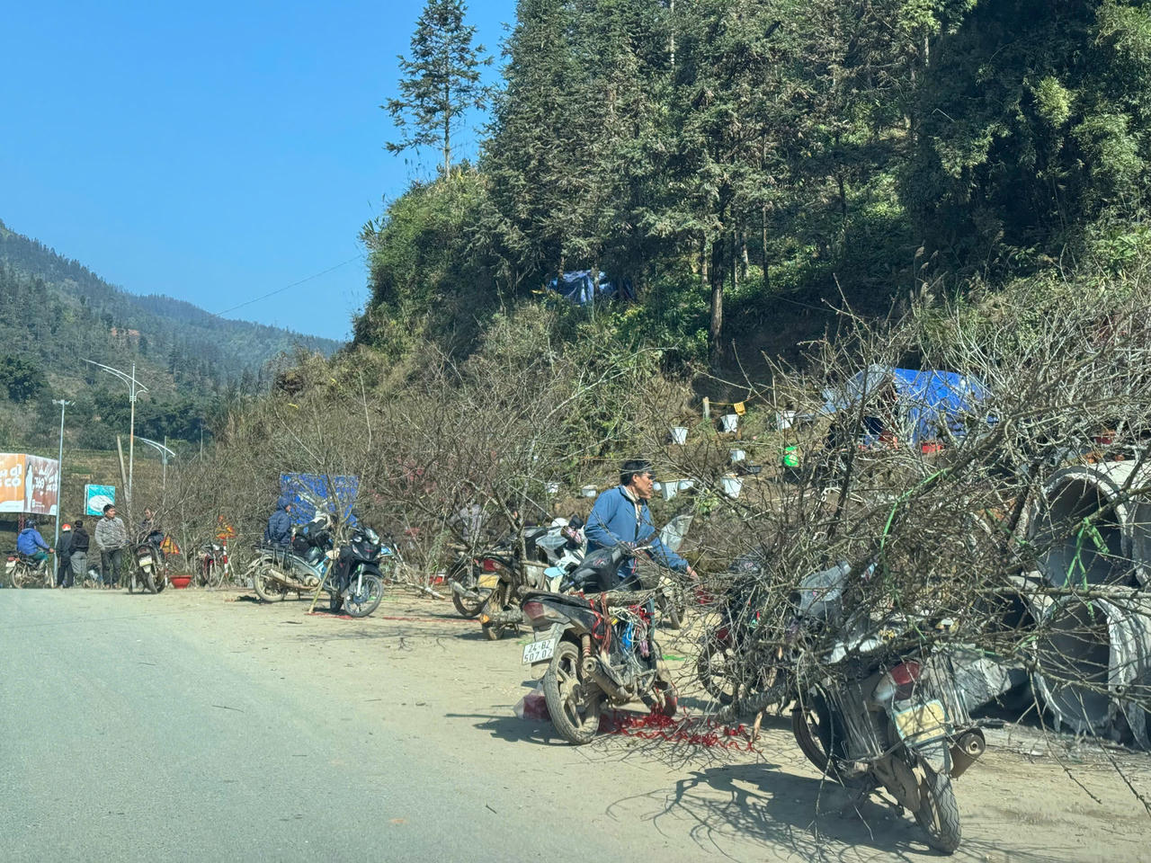 Hoa đào, hoa lan Tây Bắc rộn ràng xuống phố đón Tết