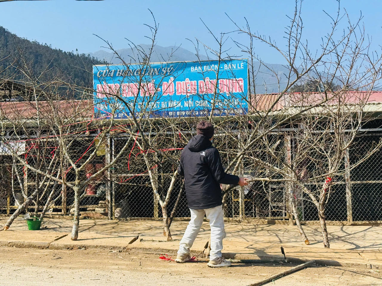 Hoa đào, hoa lan Tây Bắc rộn ràng xuống phố đón Tết