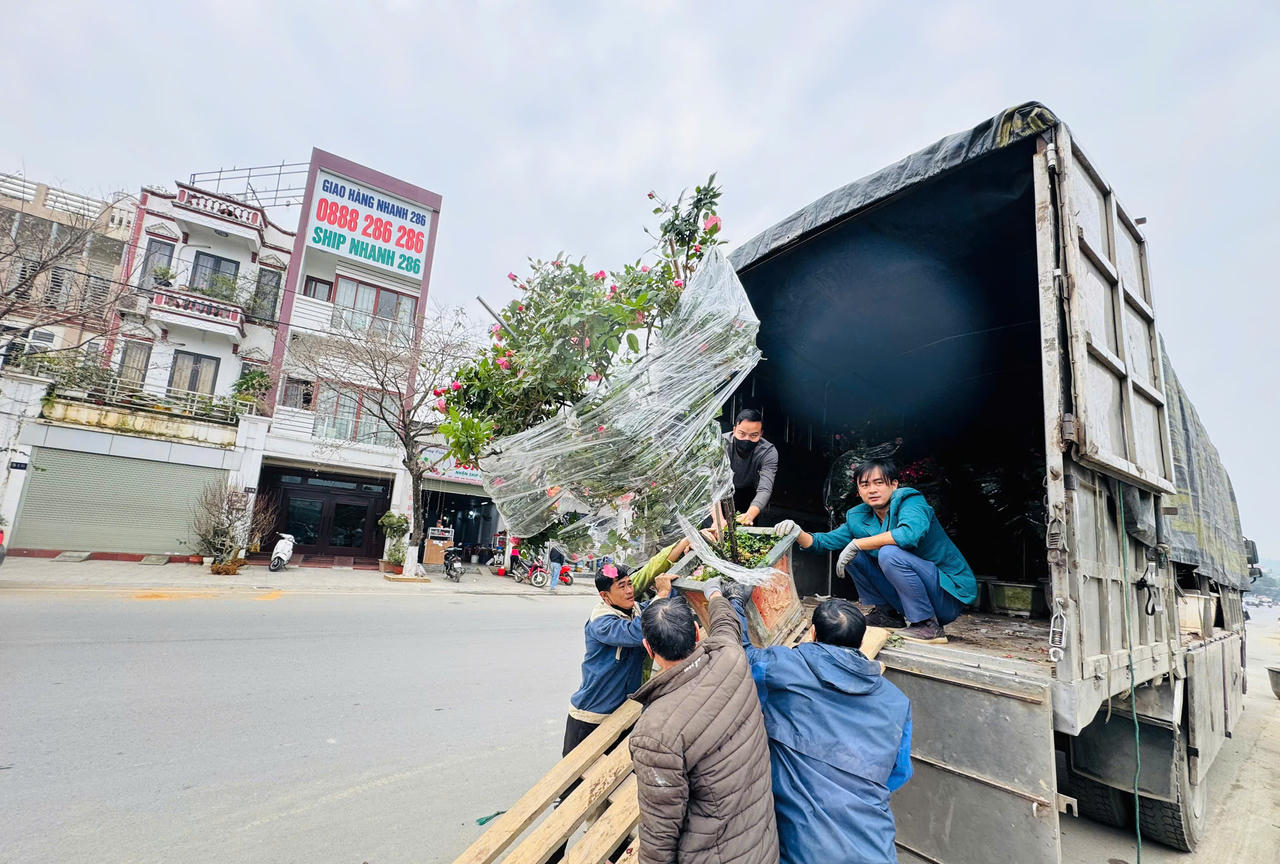 Rộn ràng sắc xuân chợ hoa TP Lào Cai