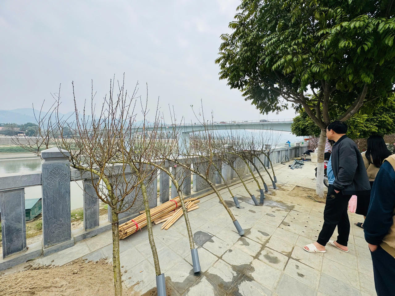 Rộn ràng sắc xuân chợ hoa TP Lào Cai