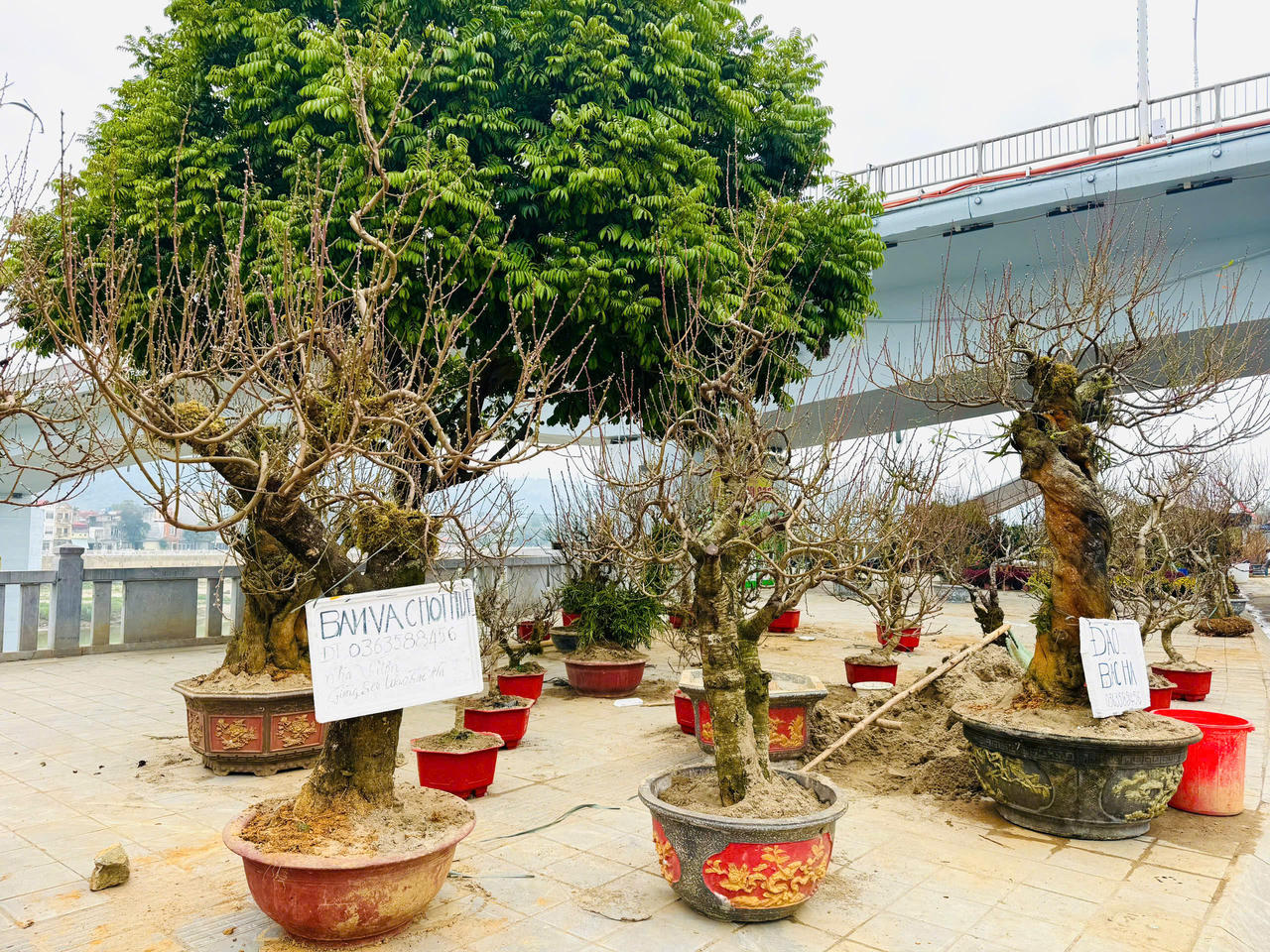 Rộn ràng sắc xuân chợ hoa TP Lào Cai