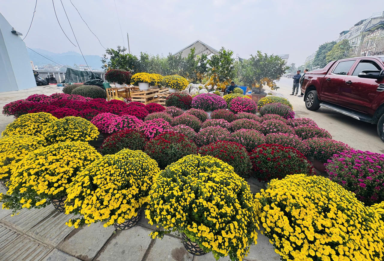 Rộn ràng sắc xuân chợ hoa TP Lào Cai