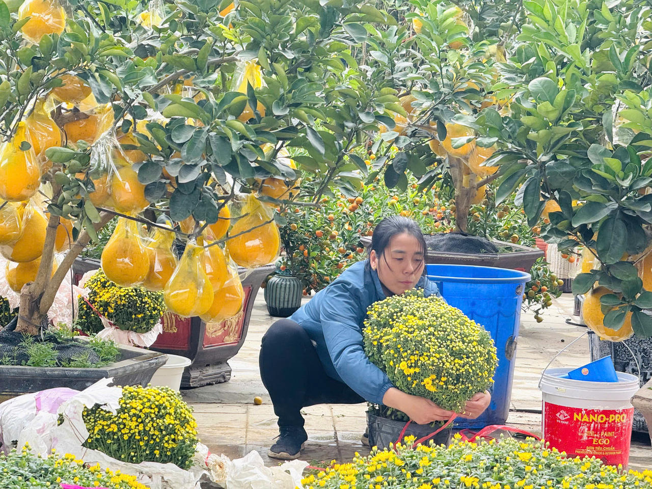 Rộn ràng sắc xuân chợ hoa TP Lào Cai