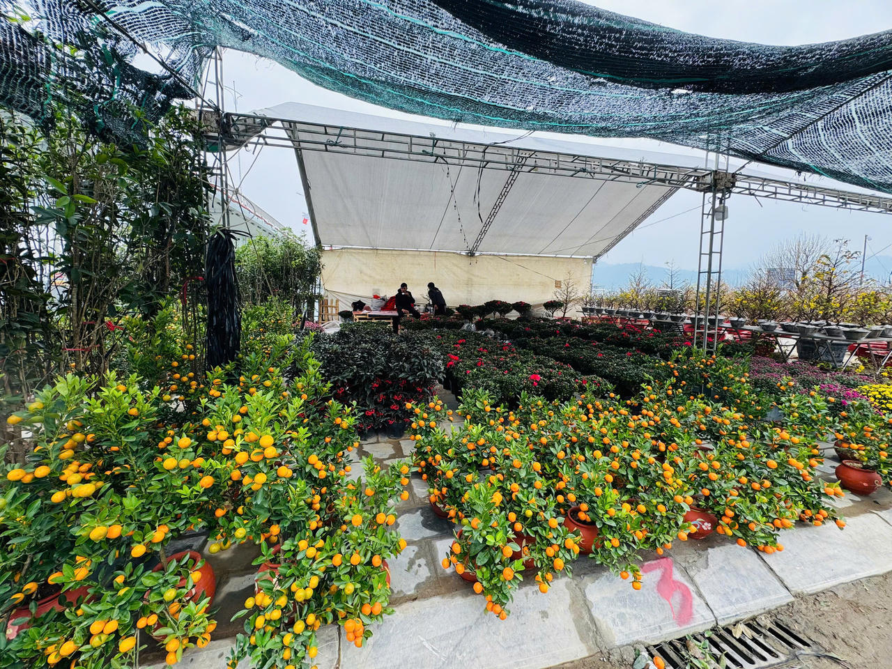 Rộn ràng sắc xuân chợ hoa TP Lào Cai