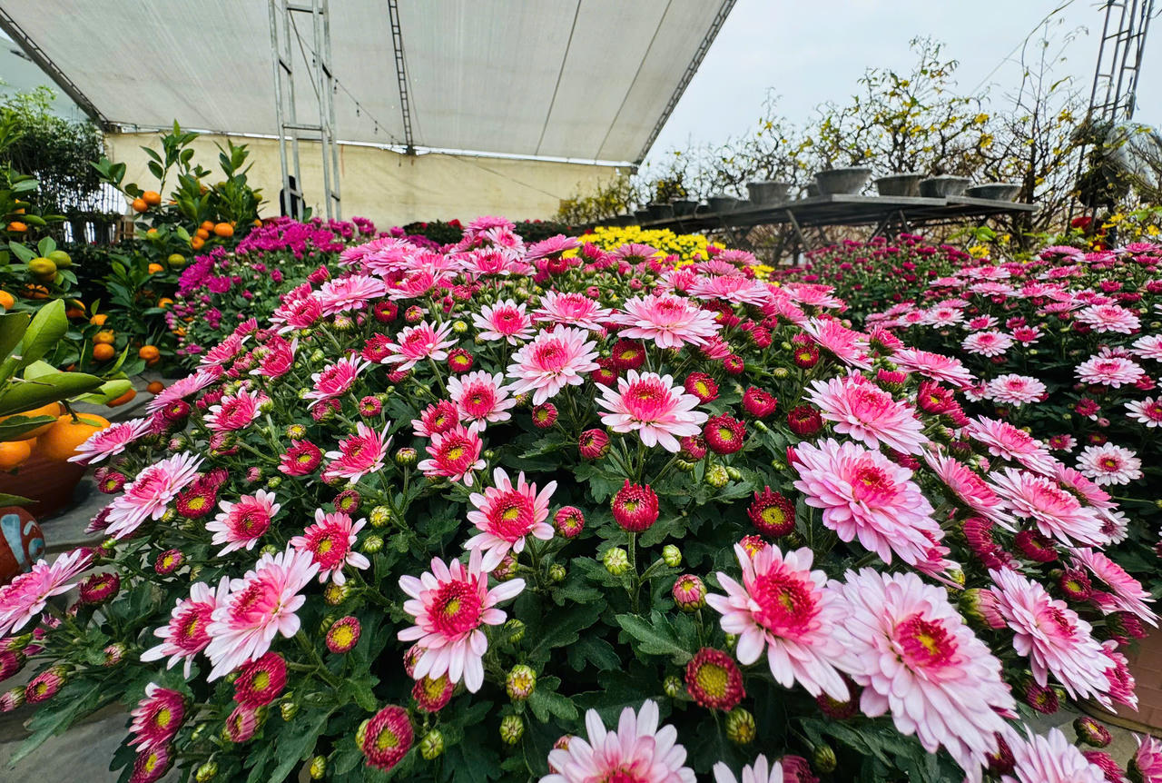 Rộn ràng sắc xuân chợ hoa TP Lào Cai