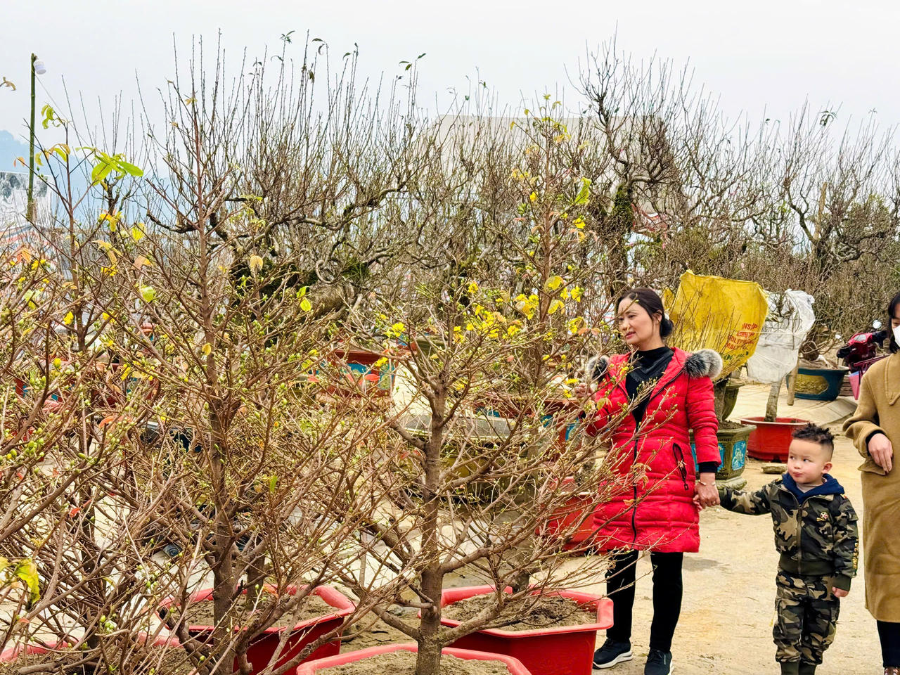 Rộn ràng sắc xuân chợ hoa TP Lào Cai