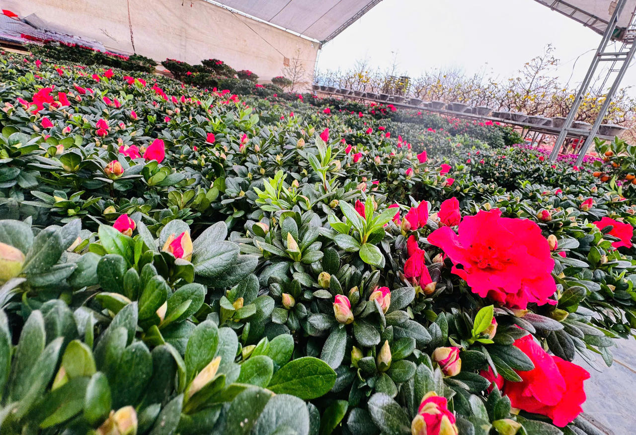 Rộn ràng sắc xuân chợ hoa TP Lào Cai