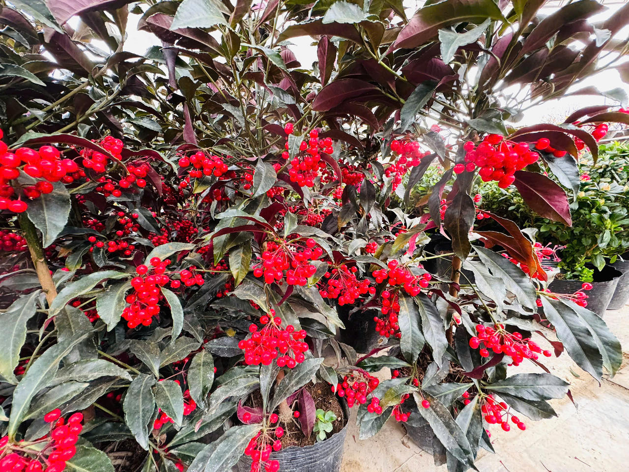 Rộn ràng sắc xuân chợ hoa TP Lào Cai