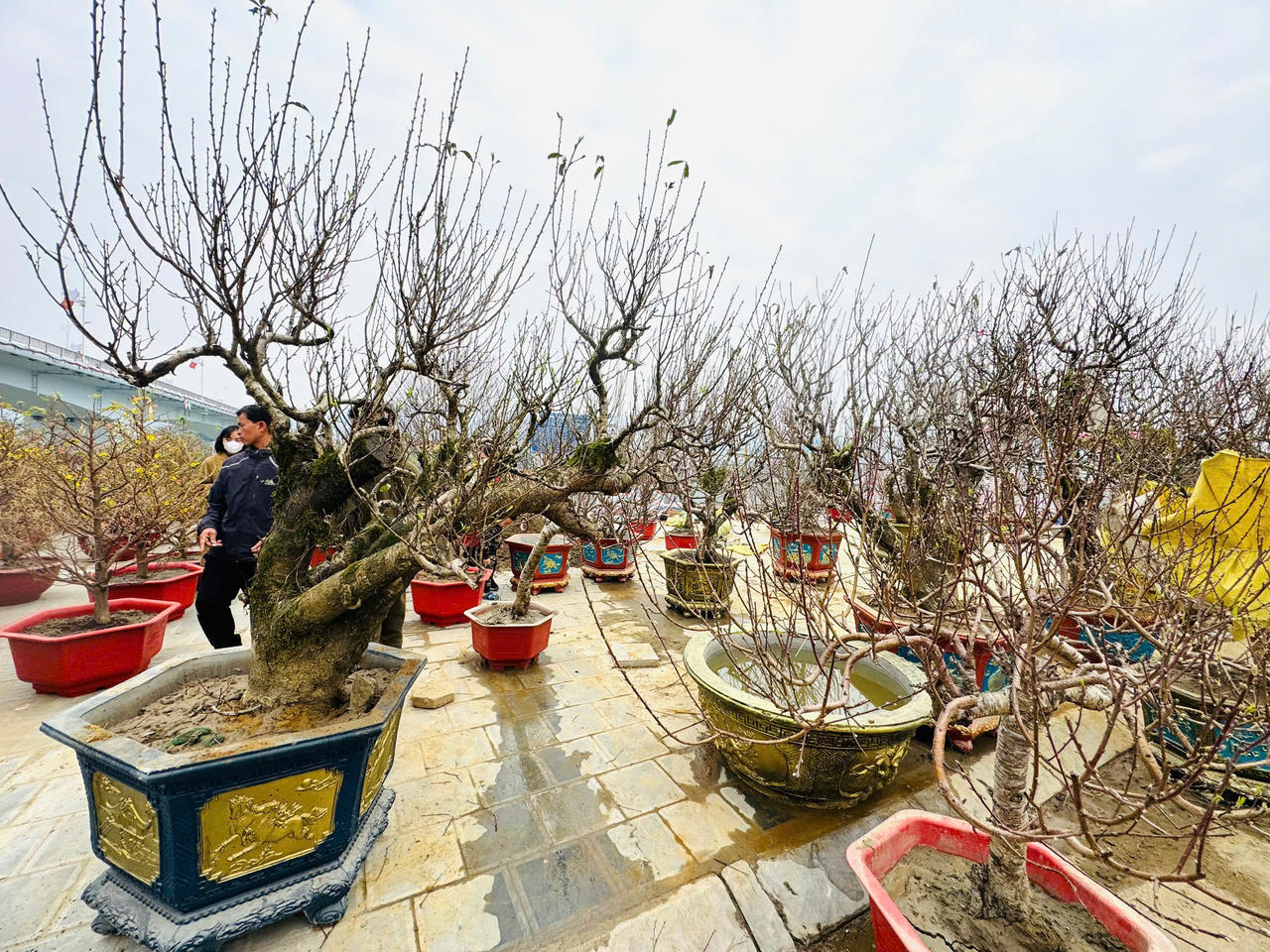 Rộn ràng sắc xuân chợ hoa TP Lào Cai