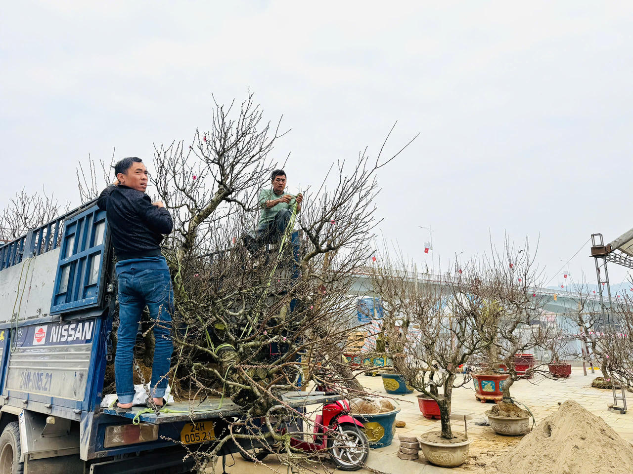 Rộn ràng sắc xuân chợ hoa TP Lào Cai