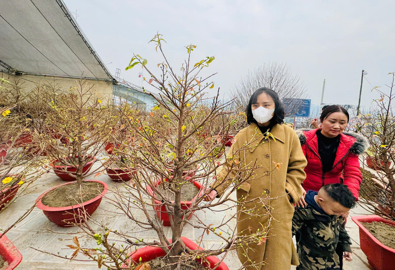 Rộn ràng sắc xuân chợ hoa TP Lào Cai