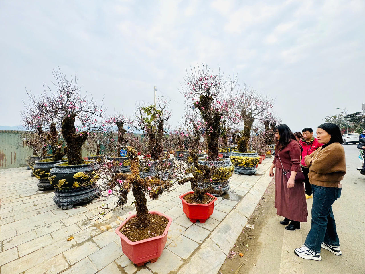 Rộn ràng sắc xuân chợ hoa TP Lào Cai