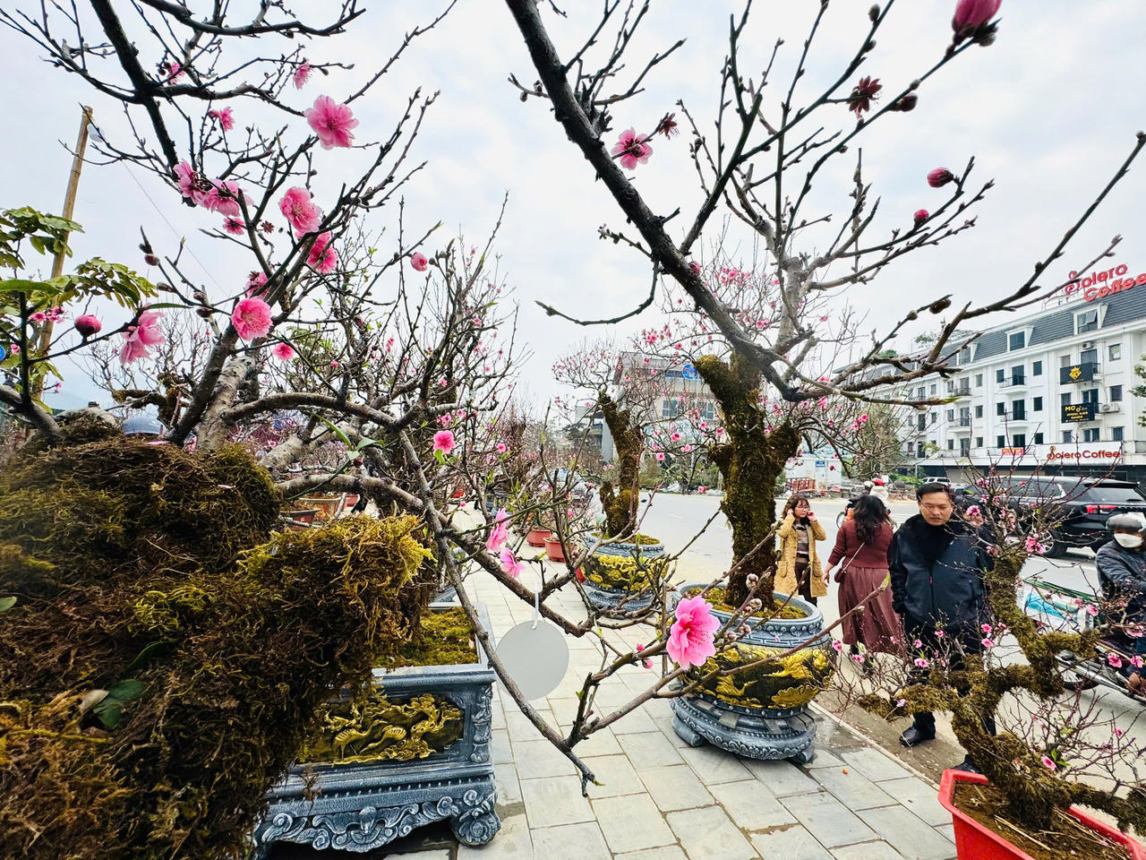 Rộn ràng sắc xuân chợ hoa TP Lào Cai