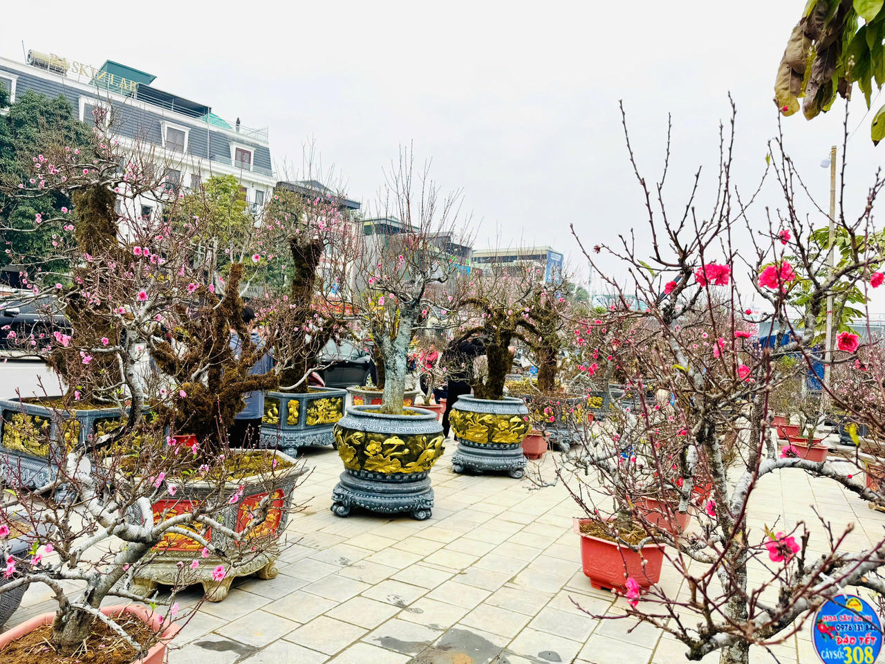 Rộn ràng sắc xuân chợ hoa TP Lào Cai