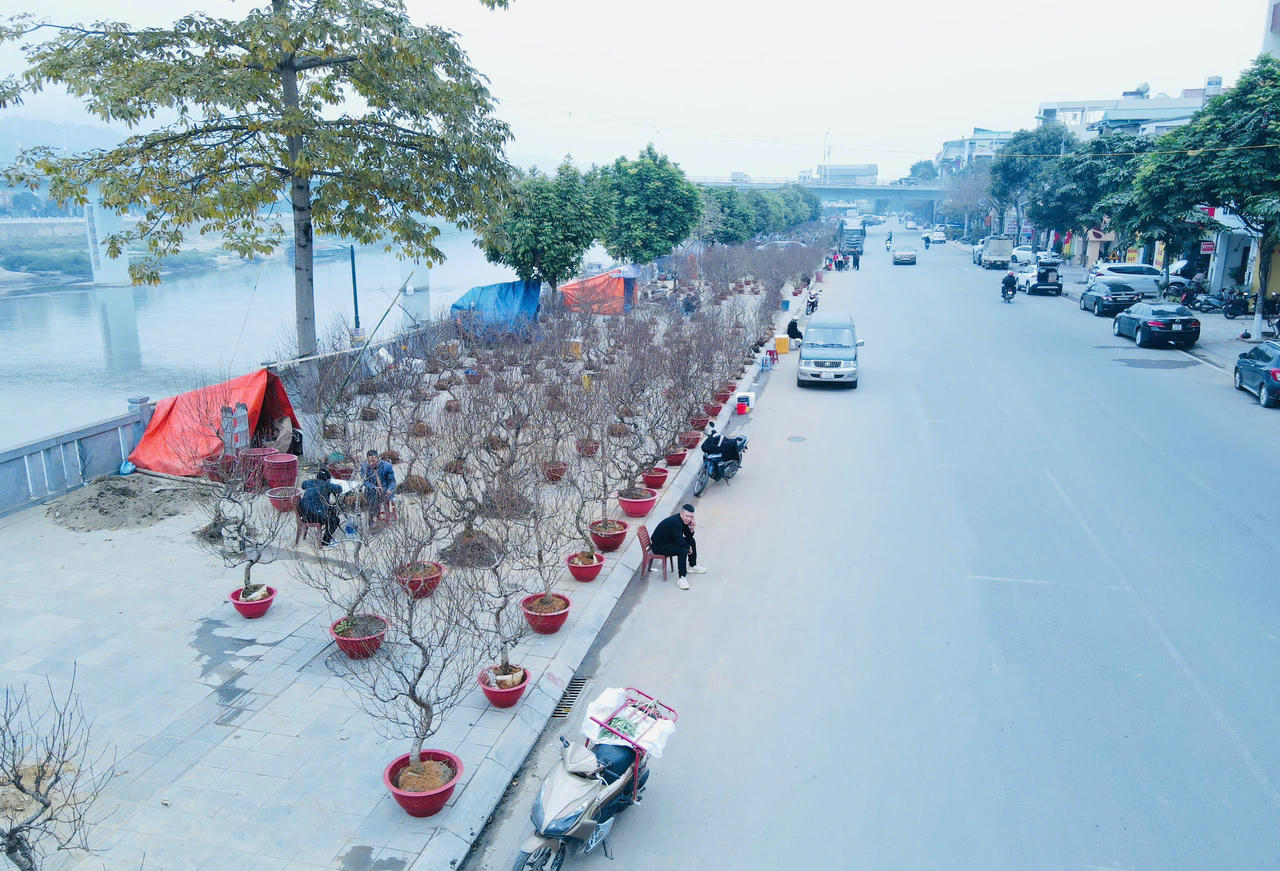 Rộn ràng sắc xuân chợ hoa TP Lào Cai