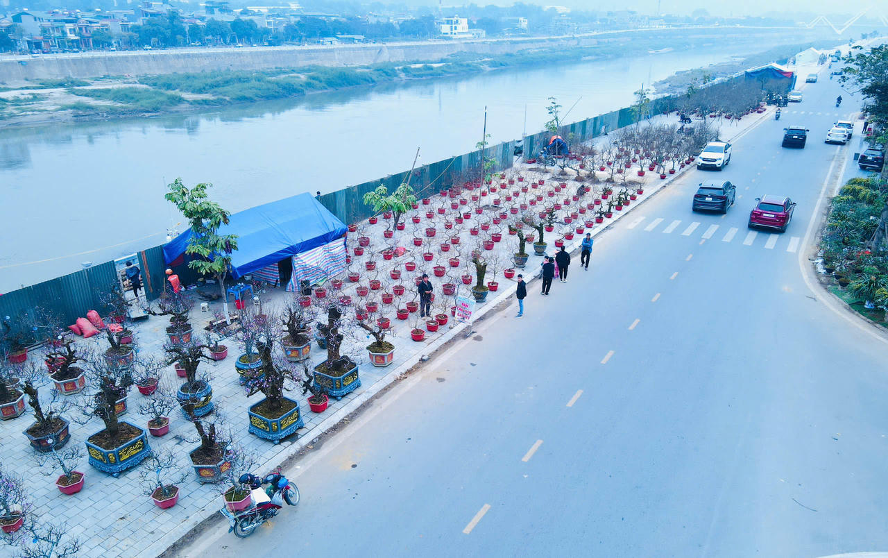 Rộn ràng sắc xuân chợ hoa TP Lào Cai