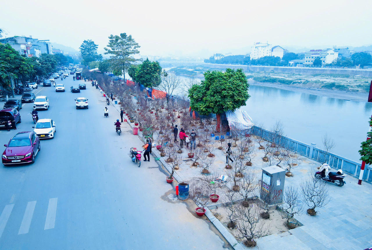 Rộn ràng sắc xuân chợ hoa TP Lào Cai