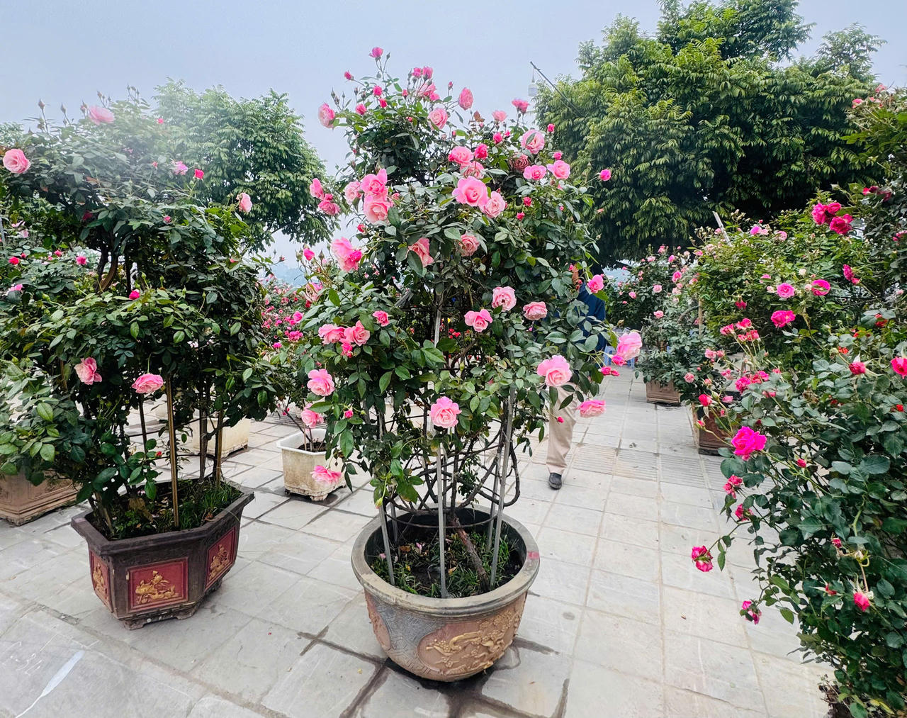 Hoa hồng hấp dẫn người mua tại chợ hoa xuân Lào Cai