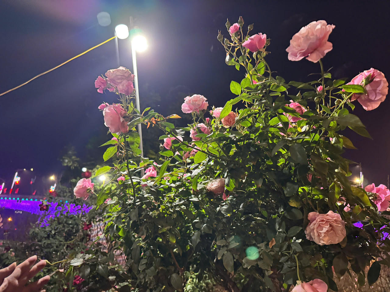 Hoa hồng hấp dẫn người mua tại chợ hoa xuân Lào Cai