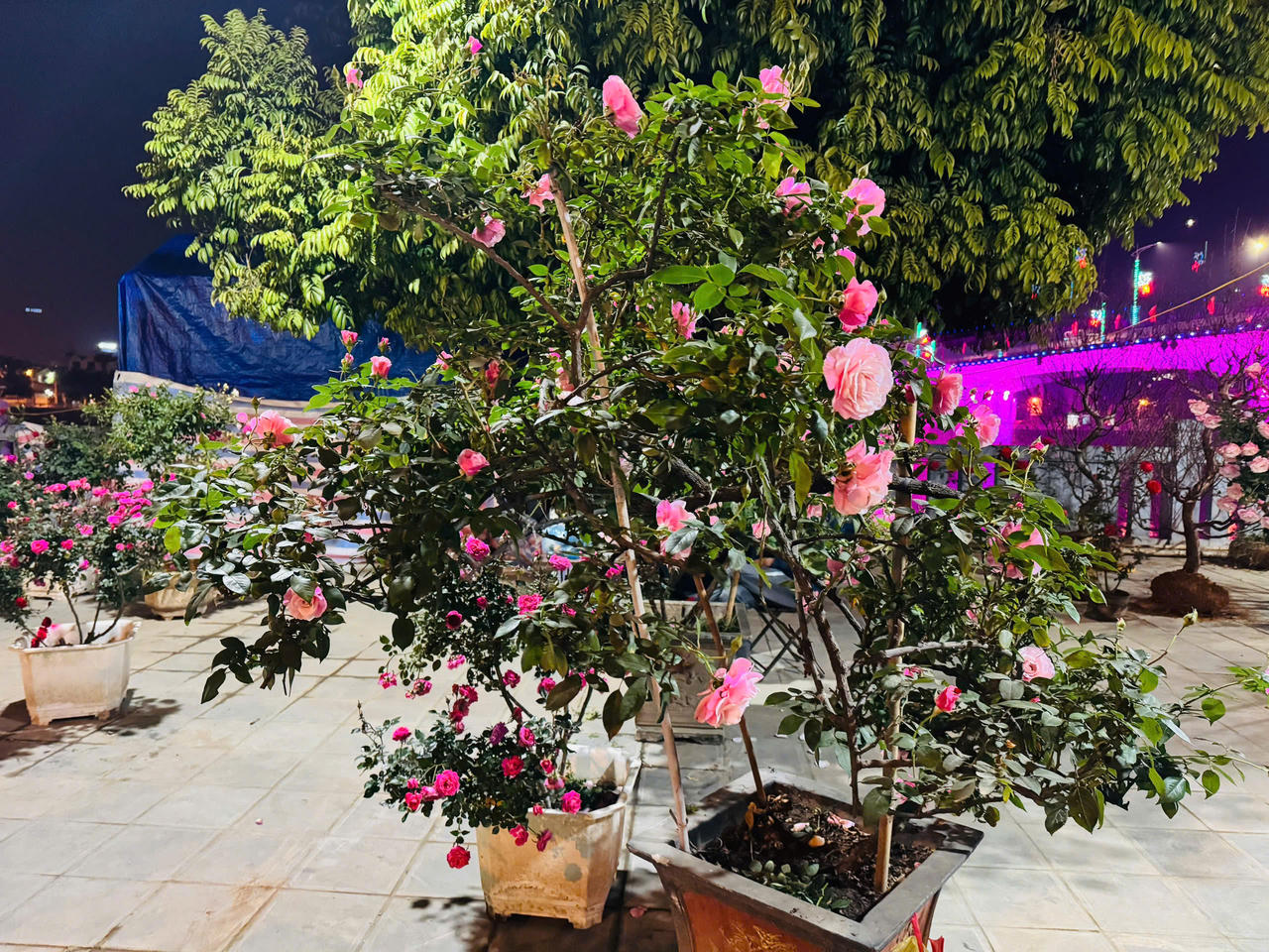 Hoa hồng hấp dẫn người mua tại chợ hoa xuân Lào Cai