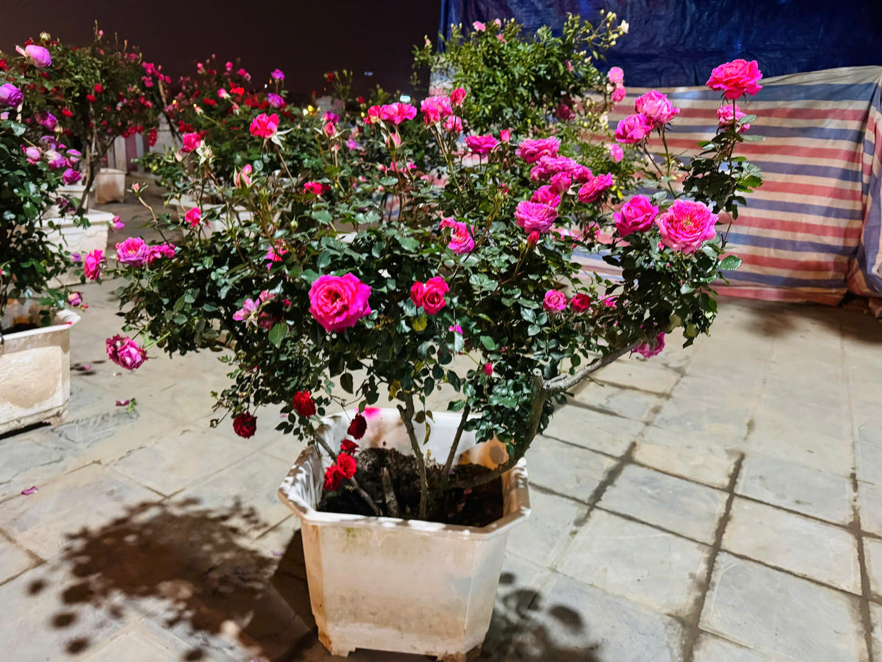 Hoa hồng hấp dẫn người mua tại chợ hoa xuân Lào Cai