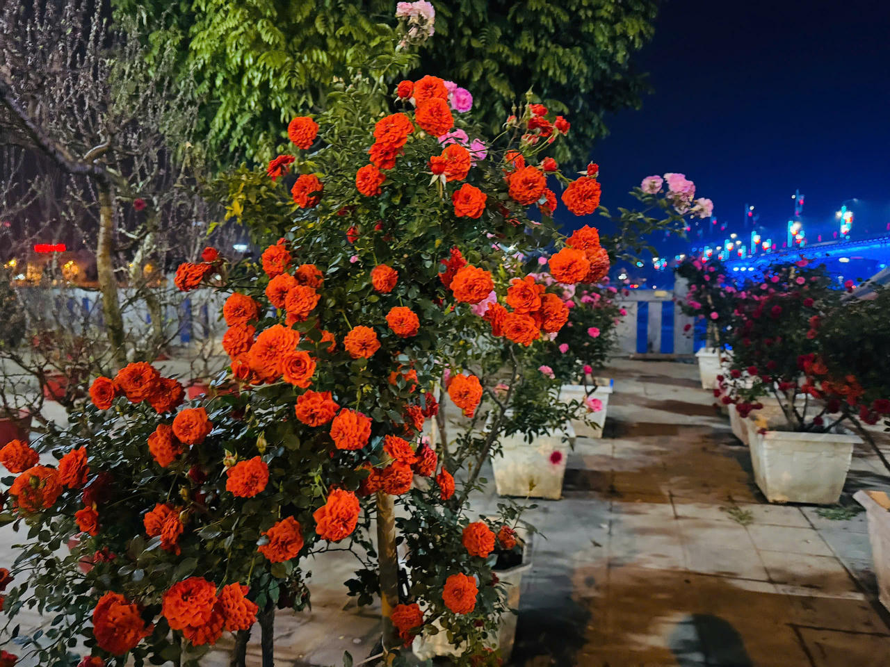 Hoa hồng hấp dẫn người mua tại chợ hoa xuân Lào Cai