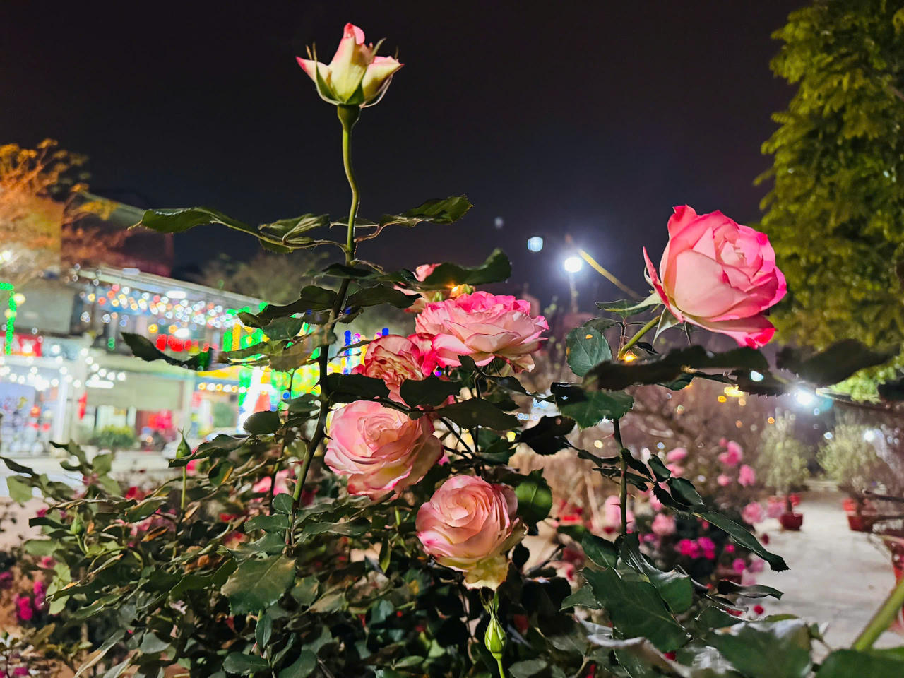 Hoa hồng hấp dẫn người mua tại chợ hoa xuân Lào Cai