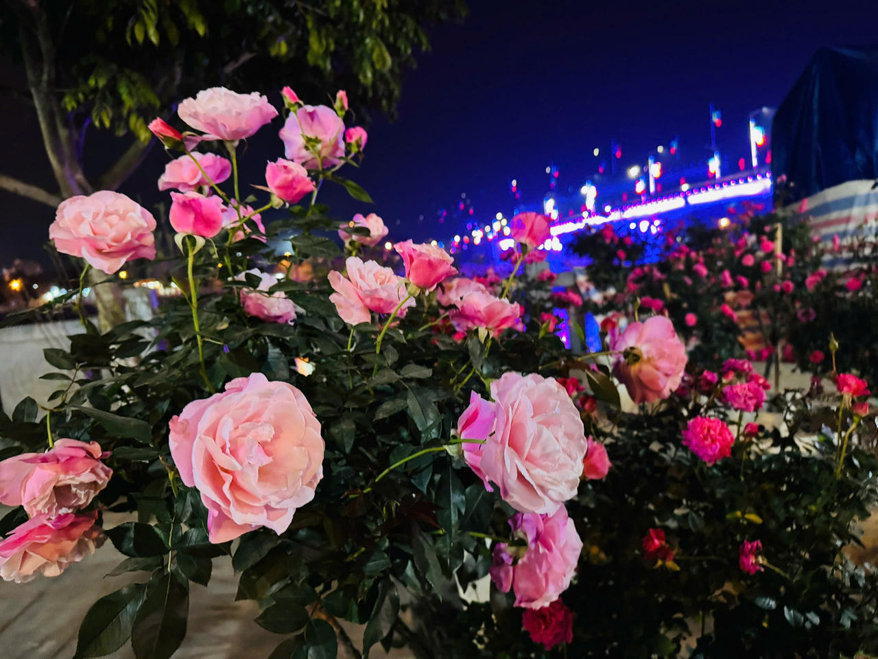 Hoa hồng hấp dẫn người mua tại chợ hoa xuân Lào Cai